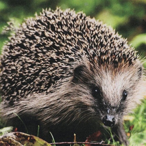 Chemnitz sucht den Igel