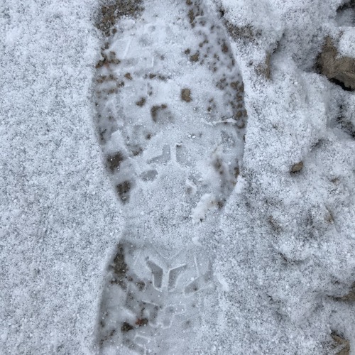 Nächtliche Besucherin in einem fremden Garten des KGV "Vereinte Kraft".